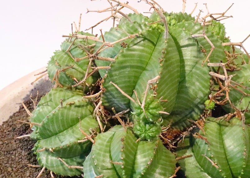 ユーフォルビア バリダ 群生 | mana's farm:塊根植物・アガベ・ドライ