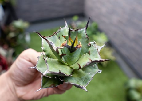 Agave ハデス 黒獄 Ｂ NO.1