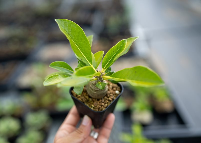 パキポディウム ウィンゾリー 沖縄実生 | mana's farm:塊根植物