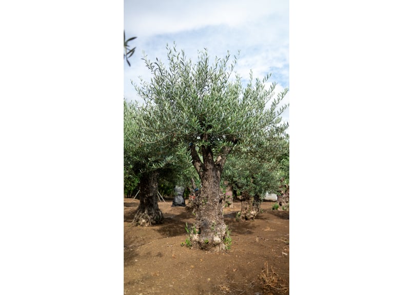 ねこなでたい農園　オリーブの木　コラティナ　極太　古木　8月17日出品終了 ねこなでたい農園 オリーブの木 コラティナ 極太 古木 8月17日出品