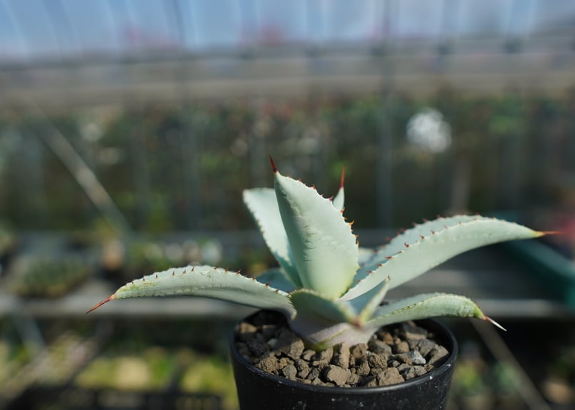 アガベ ドラゴントゥース アガベ ドラゴントゥース Agave Dagontoes No.6 | mana's farm