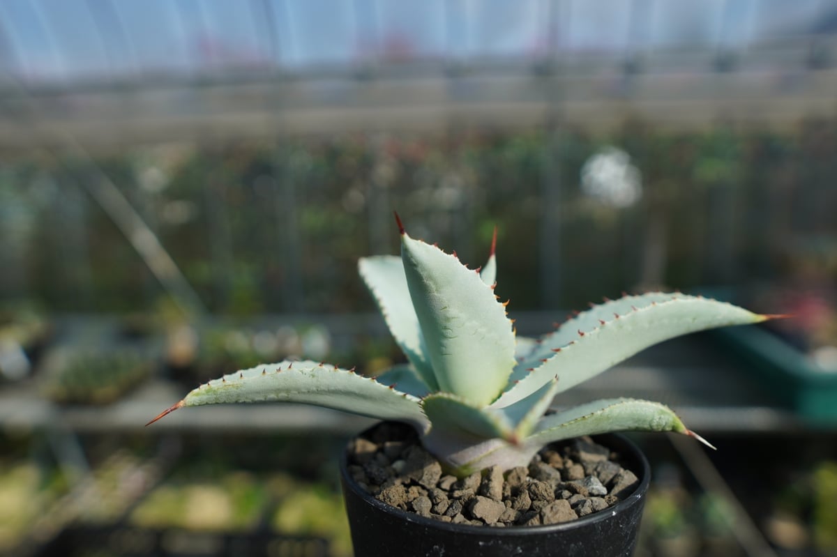 アガベ ドラゴントゥース Agave Dagontoes No.2 | mana's farm