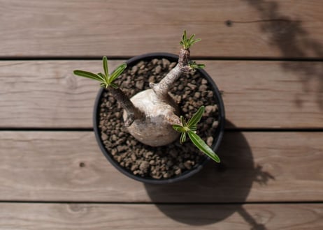パキポディウム　グラキリス　 Pachypodium Gracilius