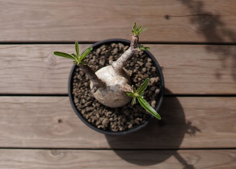 パキポディウム グラキリス Pachypodium Gracilius | mana's f