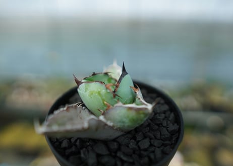 アガベ　チタノタ　 ブラックアンドブルー 　Agave titanota black and blue　No.9