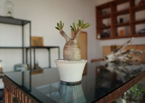パキポディウム　グラキリス　 Pachypodium Gracilius