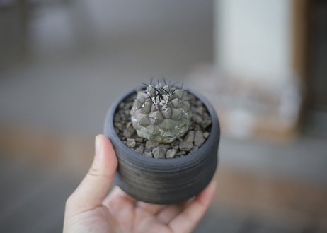 コピアポア 黒王丸 Copiapoa cinerea