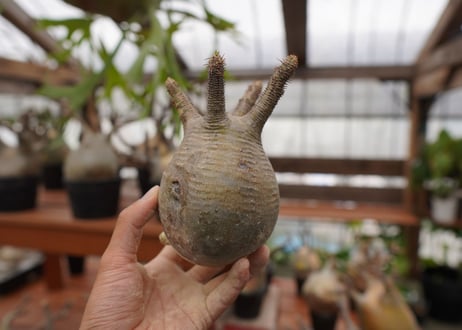 パキポディウム　グラキリス　Pachypodium gracilius　抜き苗　№123