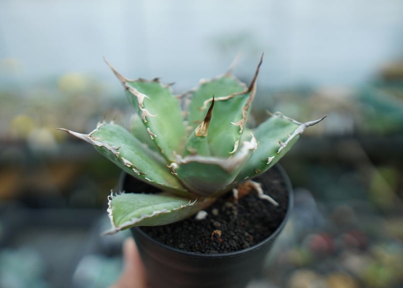 アガベ　獅子光　台湾 アガベ 獅子光 台湾 - メルカリ