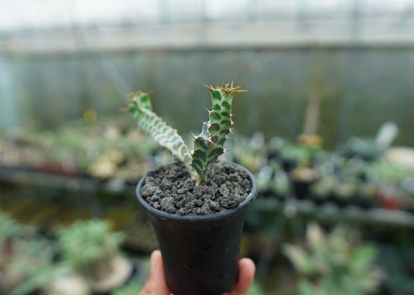 ユーフォルビア ペルシステンス Euphorbia persistens | mana's f