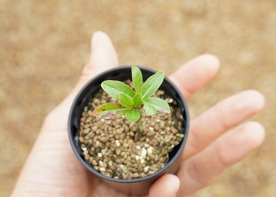 6a45ea4b212a40073faef925