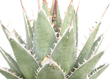 Agave purpusorum