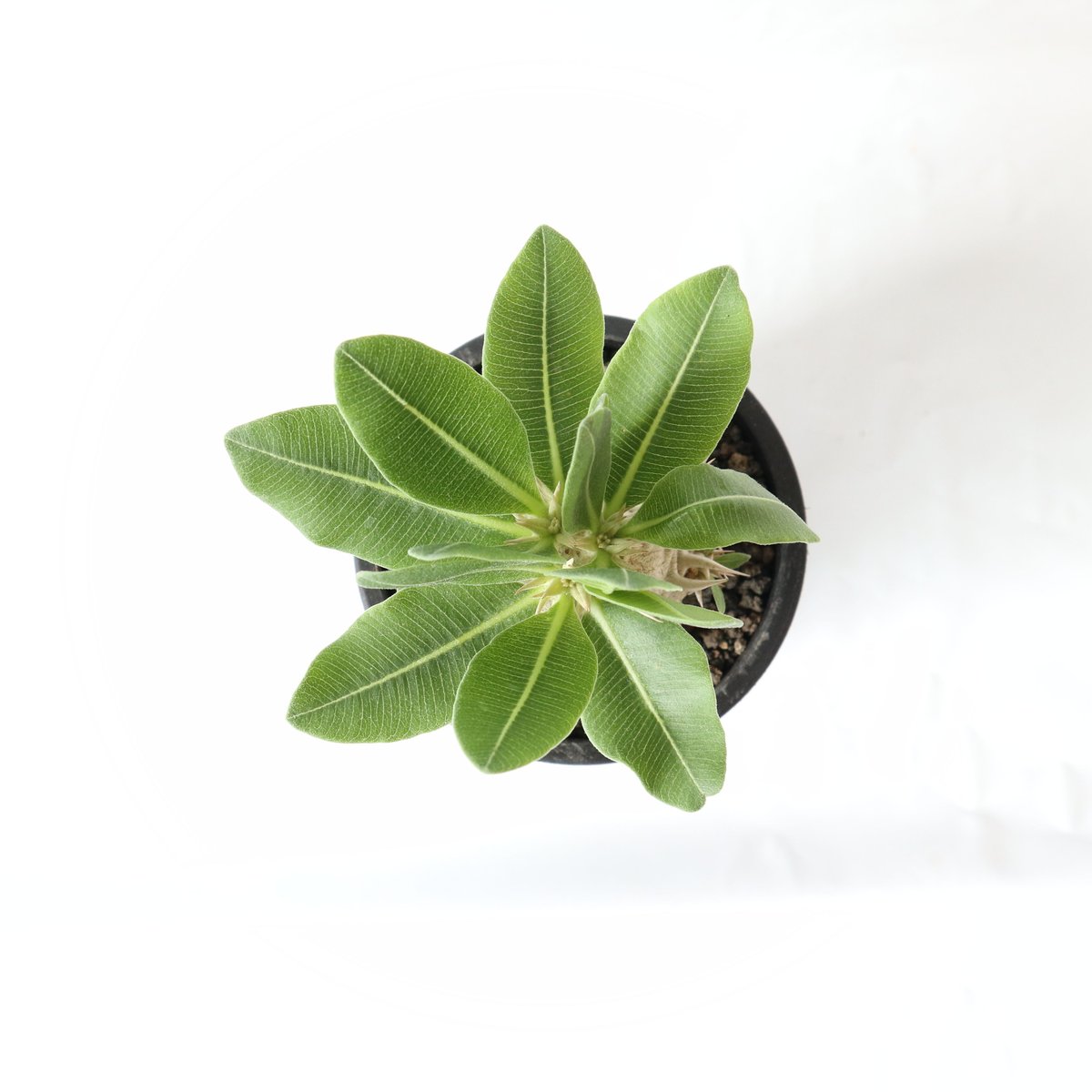 パキポディウム エブレネウム 国内実生株 №2 | mana's farm:塊根植物