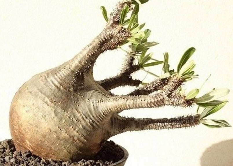 Pachypodium Gracilius パキポディウム グラキリス №12 | man