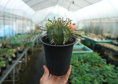 ユーフォルビア　スーパーバリダ　Euphorbia super valida  No.2