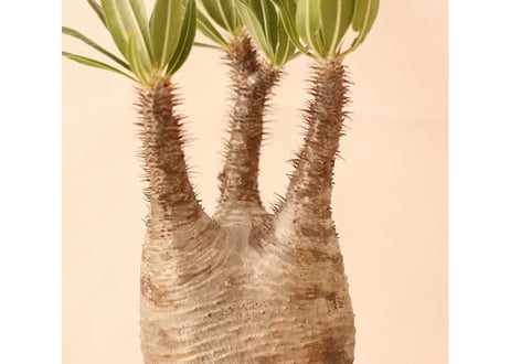 Pachypodium Gracilius パキポディウム  グラキリス  №１０