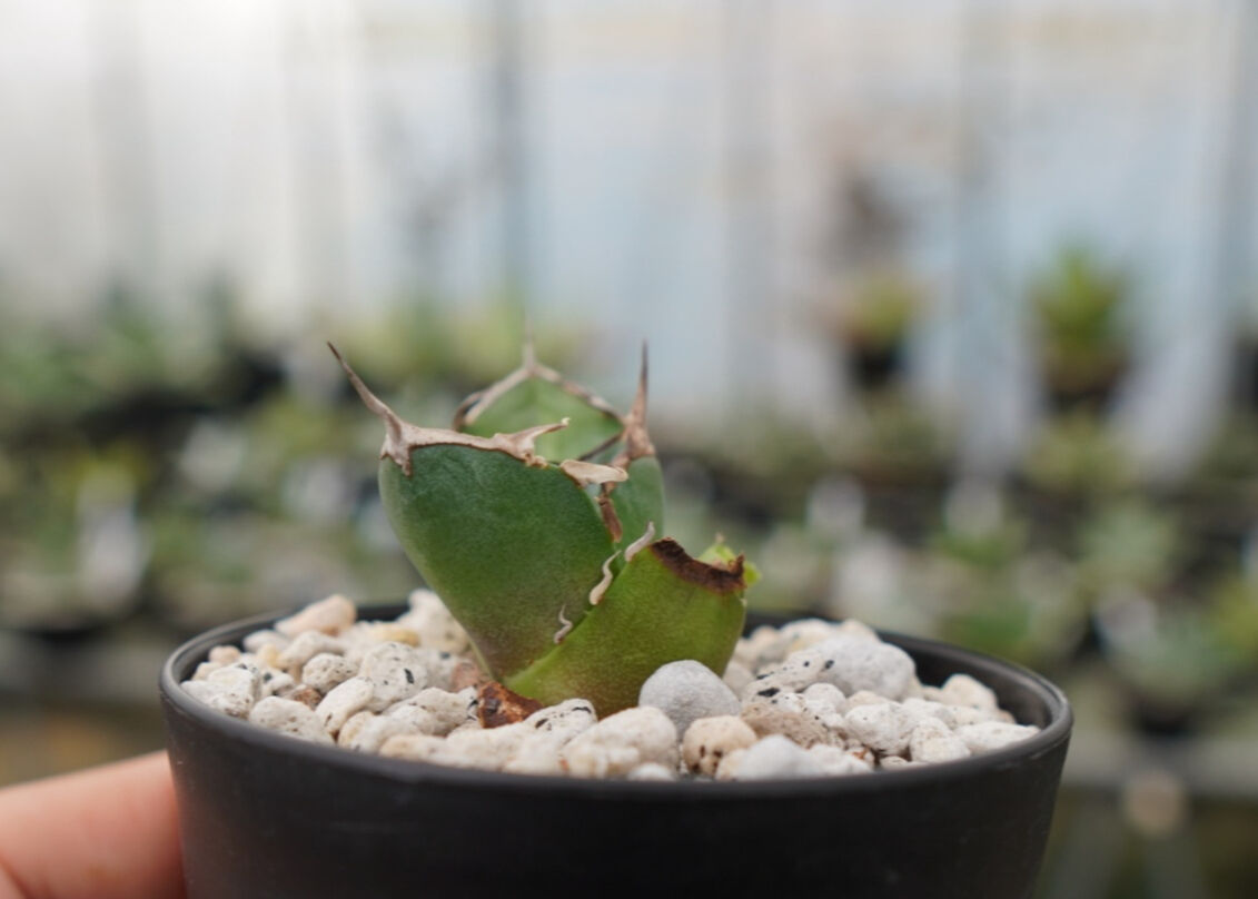 アガベ 鬼爪 雪峰 NO.2 | mana's farm:塊根植物・アガベ・ドライ