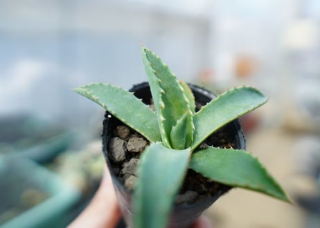 アガベ　パリー　Agave parryi　No.3