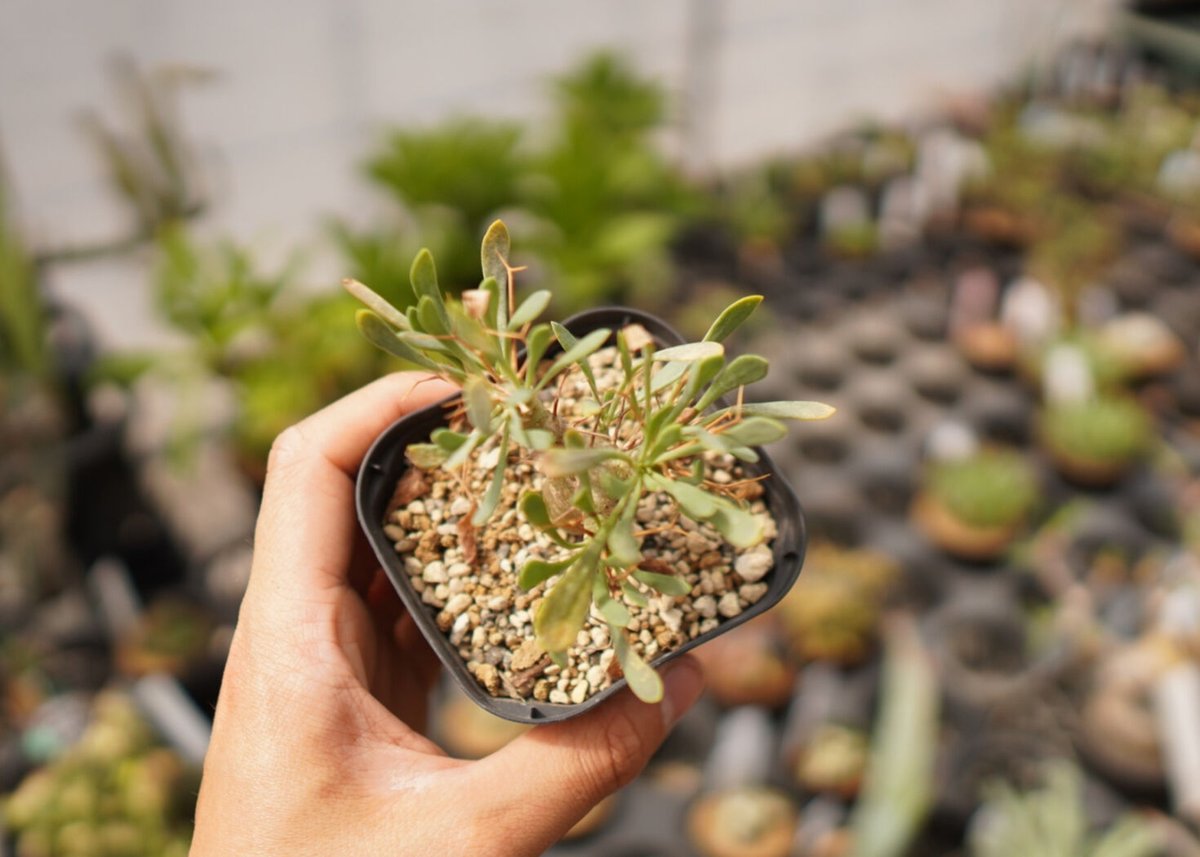 オトンナ ユーフォルビオイデス NO.1 | mana's farm:塊根植物・アガベ