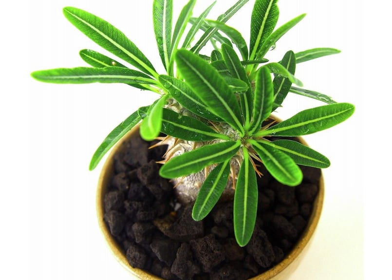 パキポディウム グラキリス Pachypodium Gracilius | mana's f