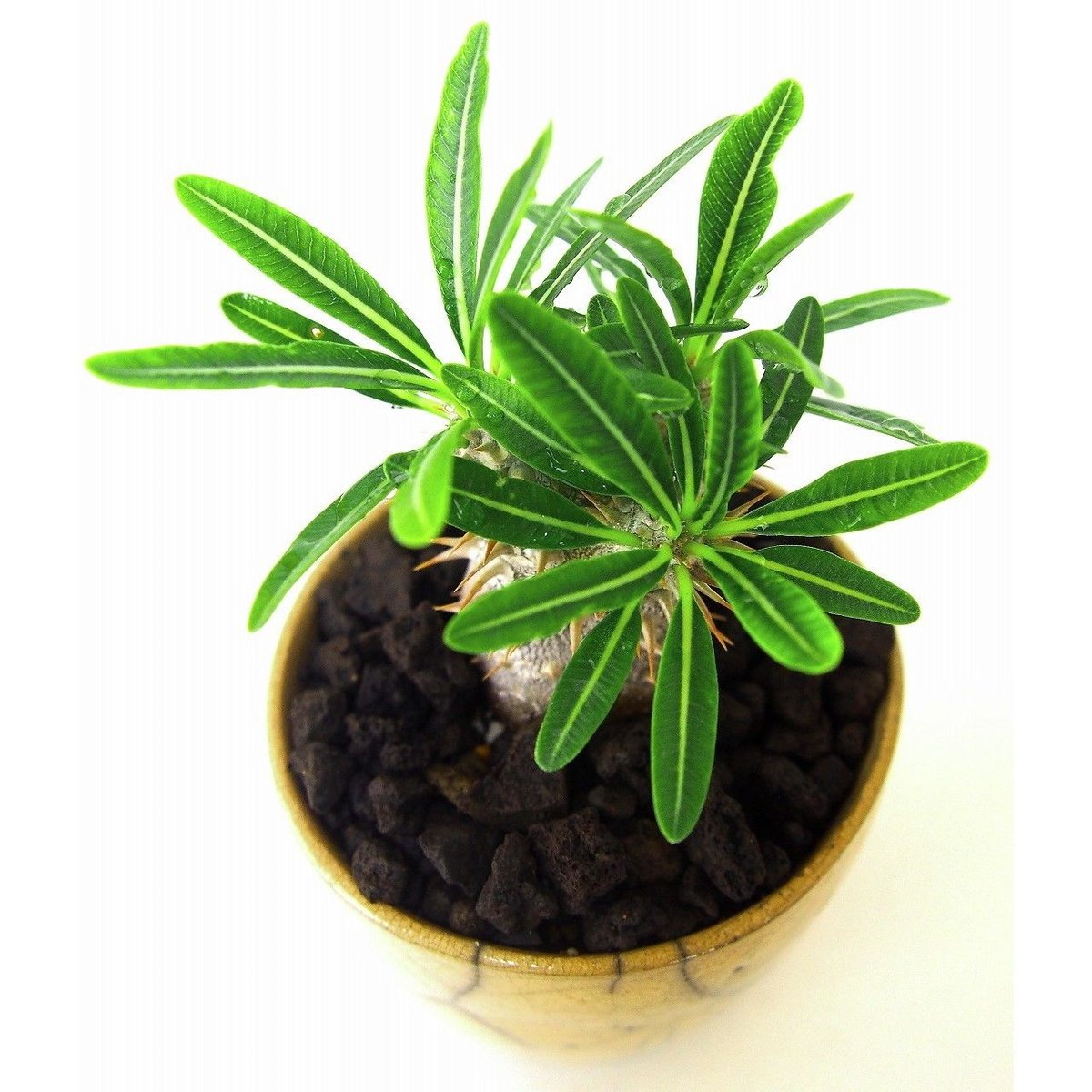 パキポディウム グラキリス Pachypodium Gracilius | mana's f