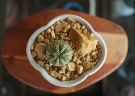 ユーフォルビア　オベサ　Euphorbia obesa