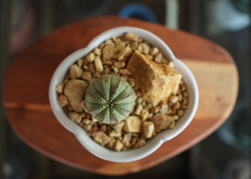 ユーフォルビア オベサ Euphorbia obesa | mana's farm:塊根植物・