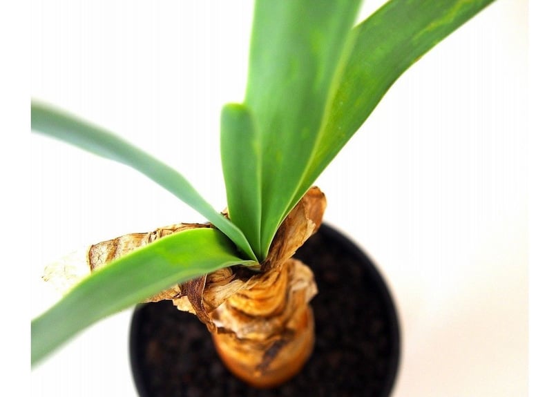 Boophane disticha ブーファン ディスティチャ | mana's farm:塊