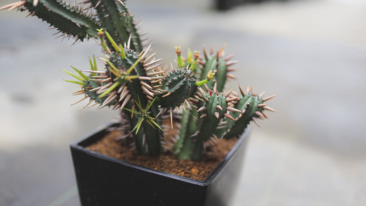 ユーフォルビア エノプラ黄刺 | mana's farm:塊根植物・アガベ