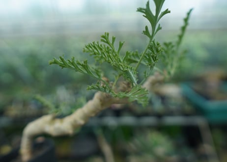 ペラルゴニウム　カルノーサム　Pelargonium carnosum  No.2