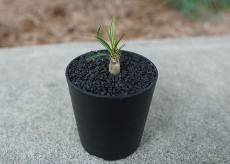 【沖縄実生株】パキポディウム　グラキリス　 Pachypodium Gracilius  No.1