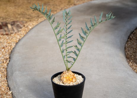 CATEGORY 10001〜 | mana's farm:塊根植物・アガベ・ドライガーデン植