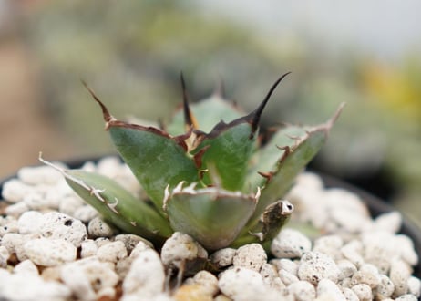 Agave titanota hades No.2