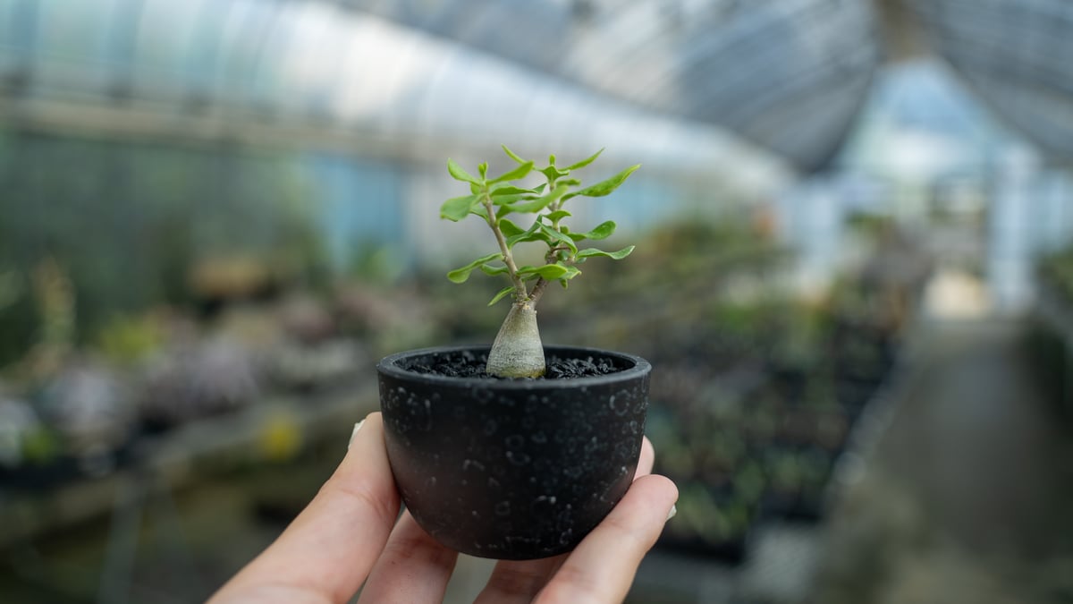フォッケア　エデュリス　大株 コレクション株】フォッケアエデュリス大株×keicondo pot Y鉢