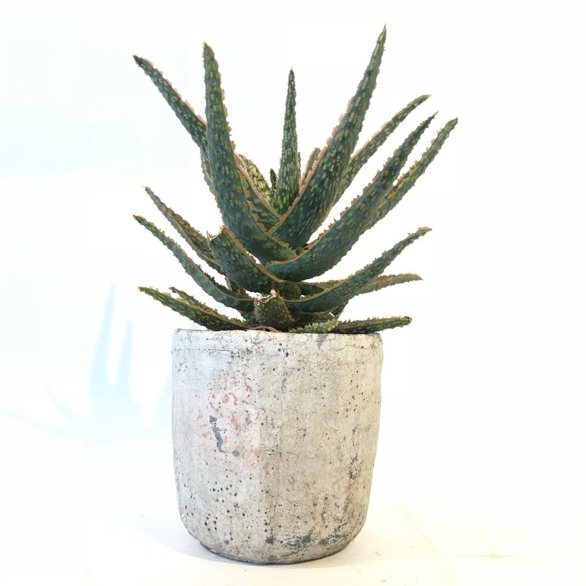 アロエ 選抜 鬼鮫 ロウルサンコ札付き 【公式通販】