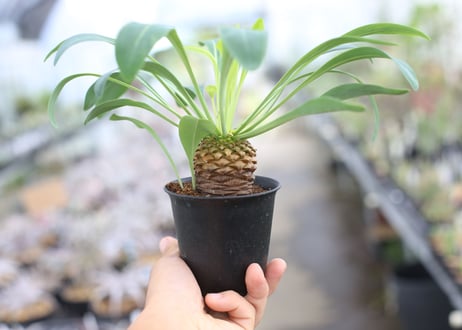 鉄甲丸