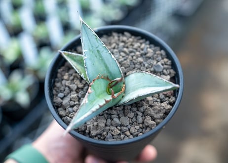 アガベ　オテロイ　agave oteroi　No.3