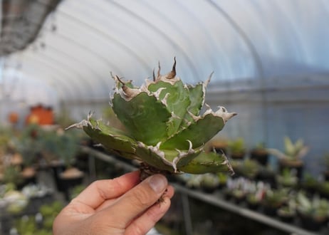 agave titanota ソーラーエクリプス　solareclipse　No.1