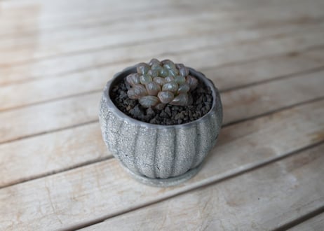 ハオルチア　ブラックオブツーサ　Haworthia obtusa Black