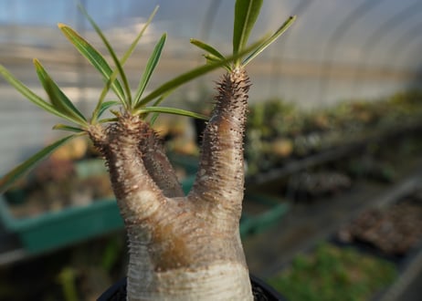 パキポディウム　グラキリス　 Pachypodium Gracilius  No.7