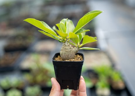 CATEGORY コーデックス | mana's farm:塊根植物・アガベ・ドライ