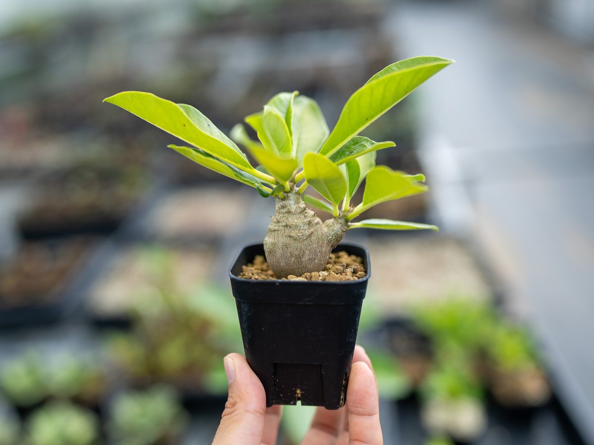 パキポディウム ウィンゾリー 沖縄実生 | mana's farm:塊根植物