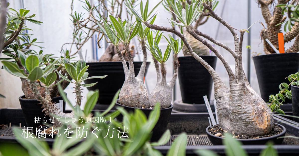 グラキリス状態良し 枯らせてしまう原因№1】根腐れ回避方法 | mana's farm:塊根植物