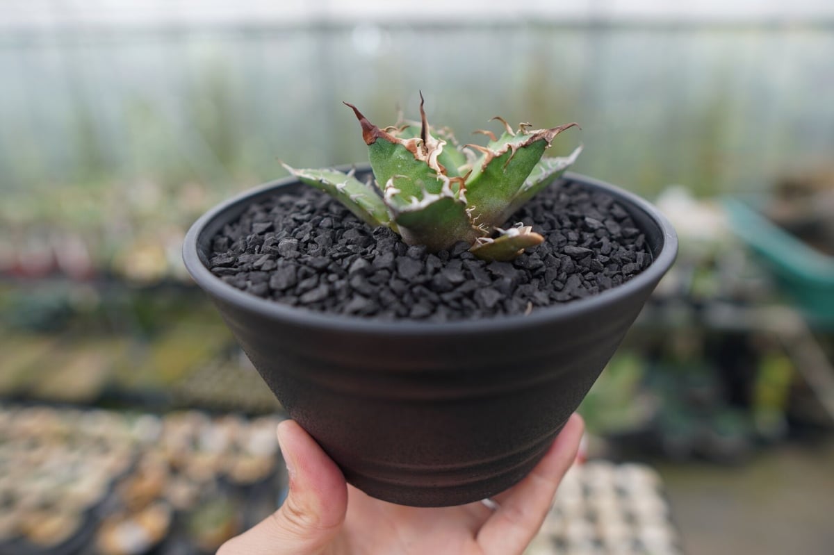 アガベチタノタシーザー　ライムグリーン アガベ チタノタ シーザー 台湾berlin産 中株 - 観葉植物・生花