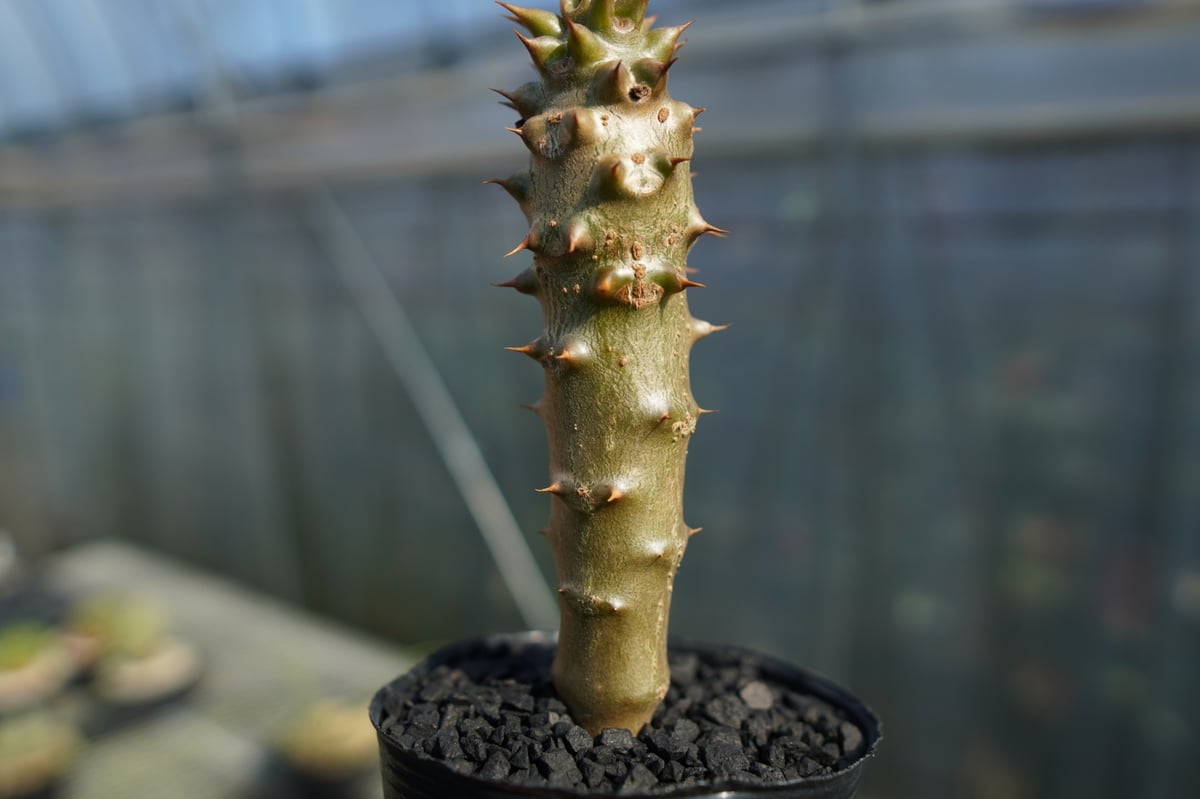 パキポディウム バロニー Pachypodium baronii No.2 | mana's