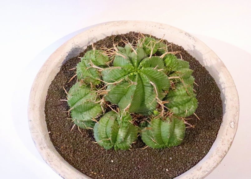 ユーフォルビアバリダ　群生　10年程管理 ユーフォルビアバリダ 群生 10年程管理