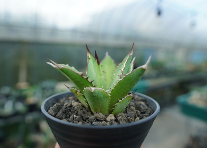 アガベ チタノタ 剣竜 Agave titanota Kenryu | mana's farm