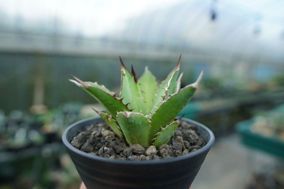 アガベ剣竜2頭ハビタットスタイル アガベ チタノタ 剣竜 Agave titanota Kenryu | mana's farm