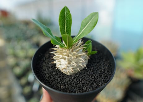 パキポディウム　恵比寿大黒　Pachypodium Densicaule　No.7