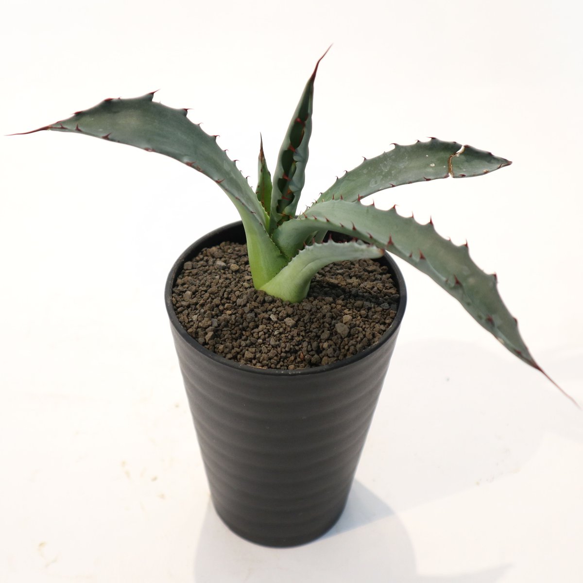 アガベ レオ no.2 | mana's farm:塊根植物・アガベ・ドライ